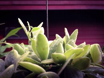 Close-up of green leaves