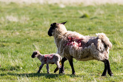 Sheep standing in a field