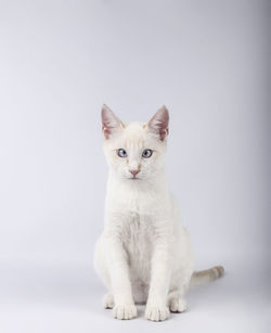 Portrait of cat against white background