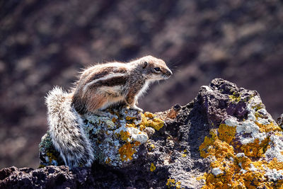 Close-up of squirrel on rock