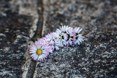 Close-up of pink flowers blooming outdoors