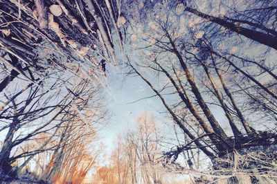 Low angle view of trees against sky