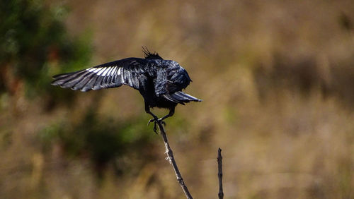 Bird flying against blurred background