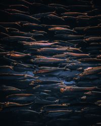 Full frame shot of fishes in sea
