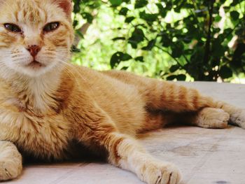 Close-up of a cat looking away