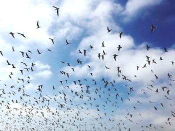 Low angle view of birds flying in sky