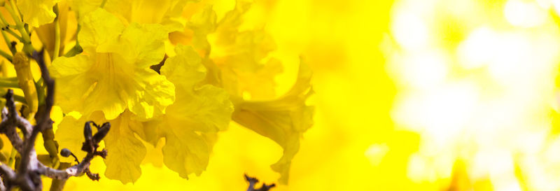 Close-up of yellow flowering plant