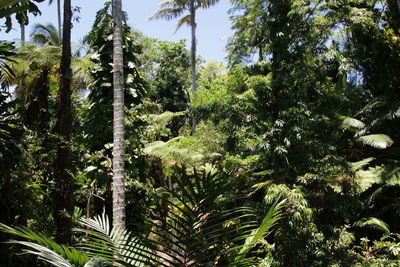 Low angle view of trees in forest