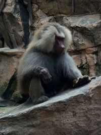 Monkey sitting on rock