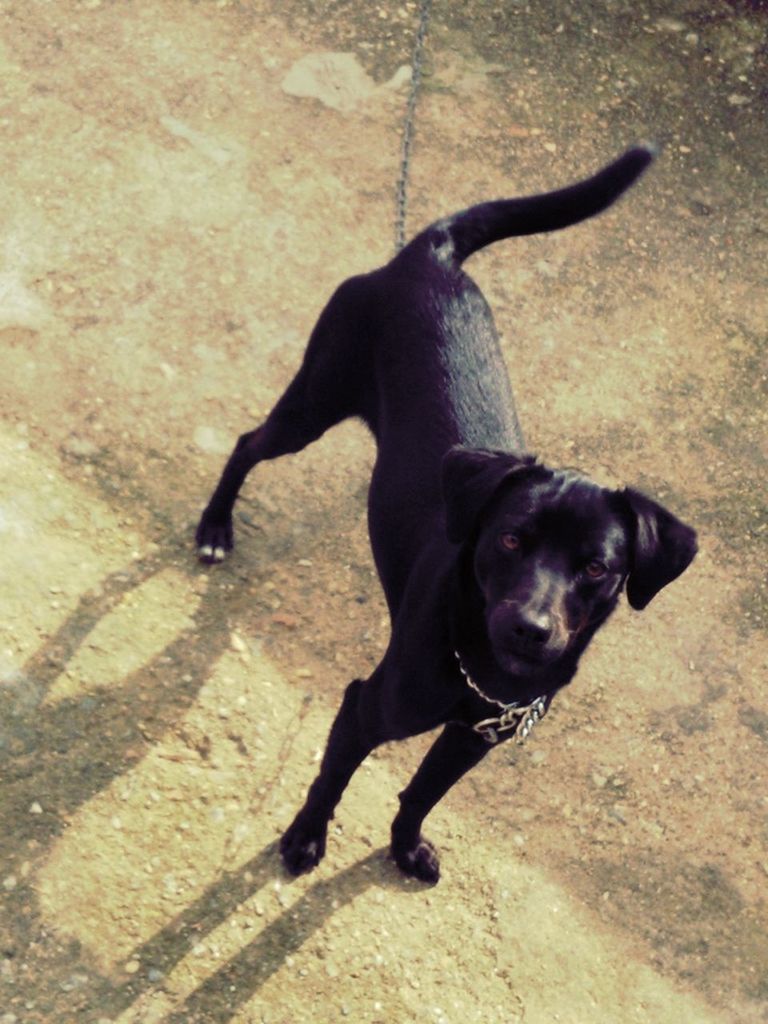 dog, pets, domestic animals, animal themes, one animal, mammal, pet collar, looking at camera, high angle view, portrait, black color, full length, pet leash, canine, loyalty, standing, no people, animal head, day, sunlight