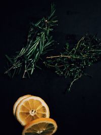 View of tree against black background