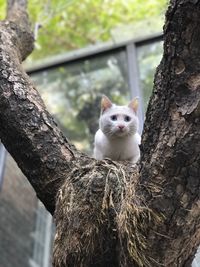 Portrait of cat sitting on tree trunk