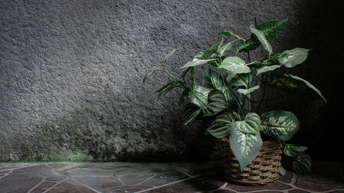Close-up of potted plant on wall