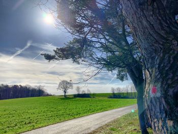 Trees on field against sky