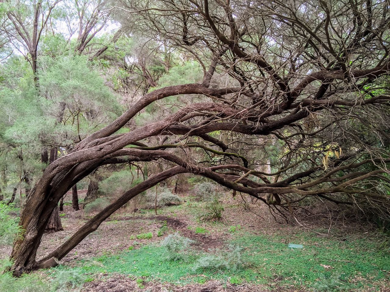 King's Park, Perth, Western Australia