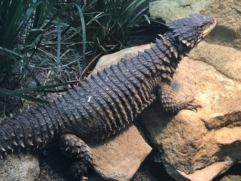 High angle view of crocodile on rock