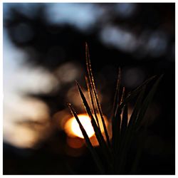 Close-up of sun shining through grass