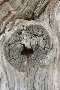 Close-up of tree trunk
