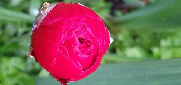 Close-up of pink rose