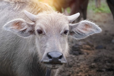 Close-up portrait of a horse