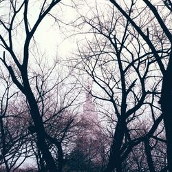 Low angle view of bare trees against sky