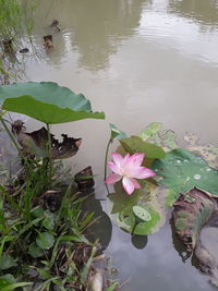 Lotus water lily in lake