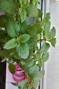 Close-up of green leaves hanging on potted plant