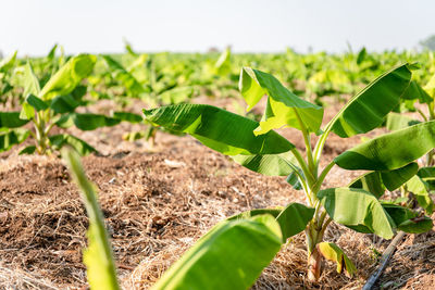 Close-up of crops growing on field
