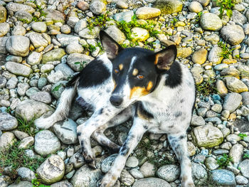 Portrait of dog on rock