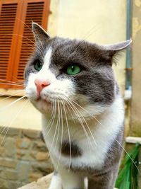 Close-up portrait of cat