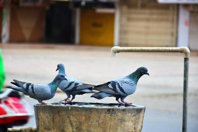 Pigeons perching on metal