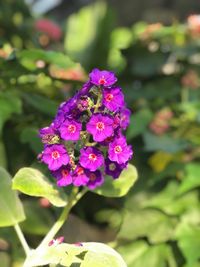 Close-up of purple flowers blooming outdoors