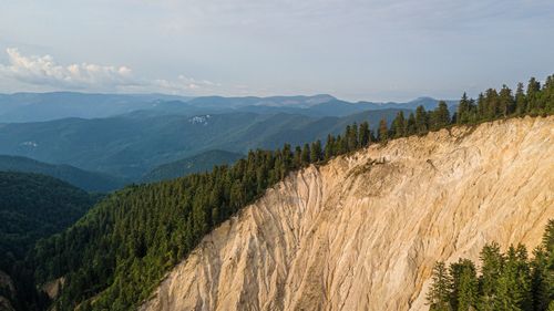 Scenic view of pine trees against sky