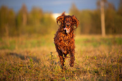 Portrait of dog on field