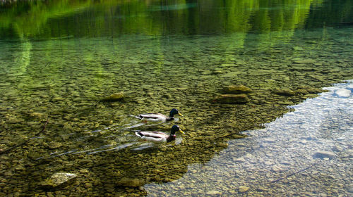 High angle view of dog swimming in lake