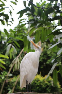 White bird perching on a flower