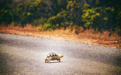 Close-up of horse on road