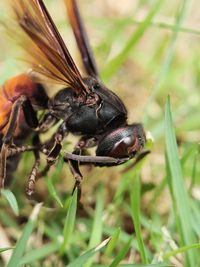 Close-up of insect on leaf