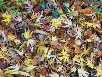 Full frame shot of dry leaves