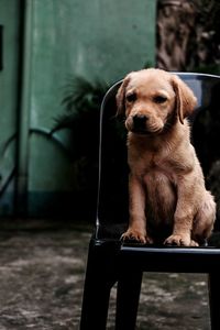 Close-up portrait of puppy