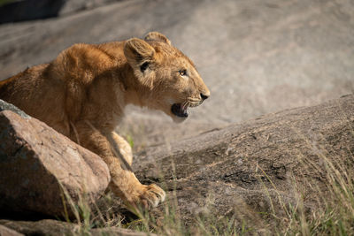 Lion cub on field