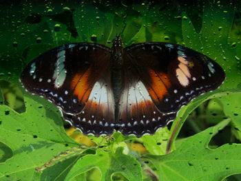 Close-up of butterfly on leaves