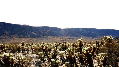 Plants growing in desert against clear sky