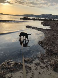 Dog standing on beach against sky during sunset