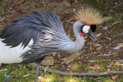 Close-up of duck on field