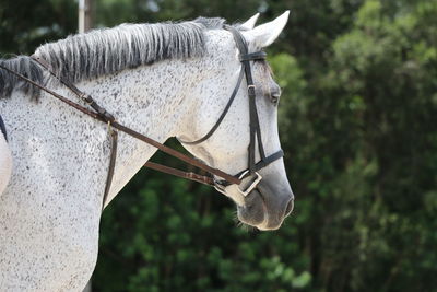 Close-up of horse against blurred background