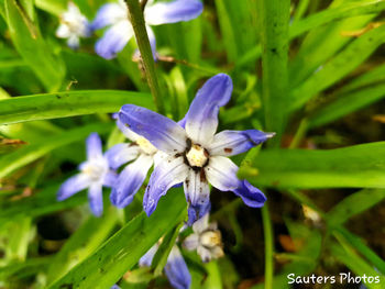 Close-up of purple flowering plant