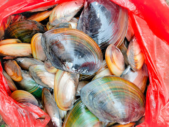 Full frame shot of fish for sale