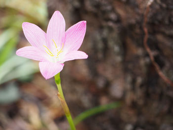 Close-up of crocus blooming outdoors