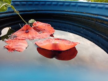 High angle view of orange fish in water